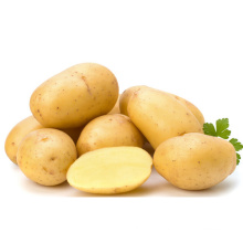 New crop holland potato seed potato buyers potato prices